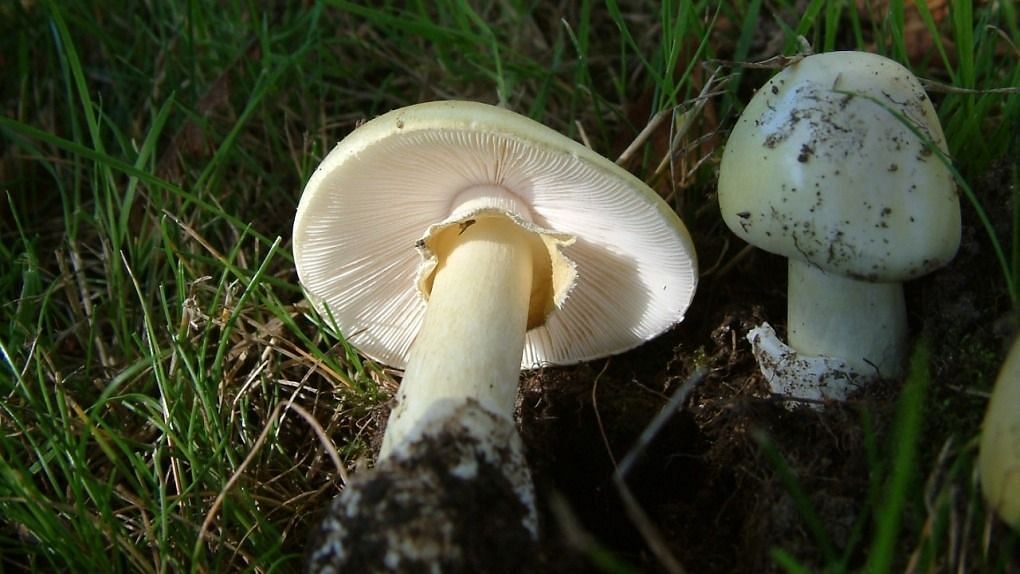 Death cap mushrooms (image via Getty Images)